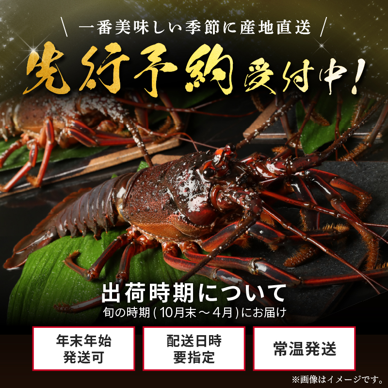 文恵丸水産の熊野灘産活伊勢海老　御浜コース 1〜3尾 約500g前後【魚介 伊勢えび 伊勢海老 海老 えび 活き 三重県 御浜町】