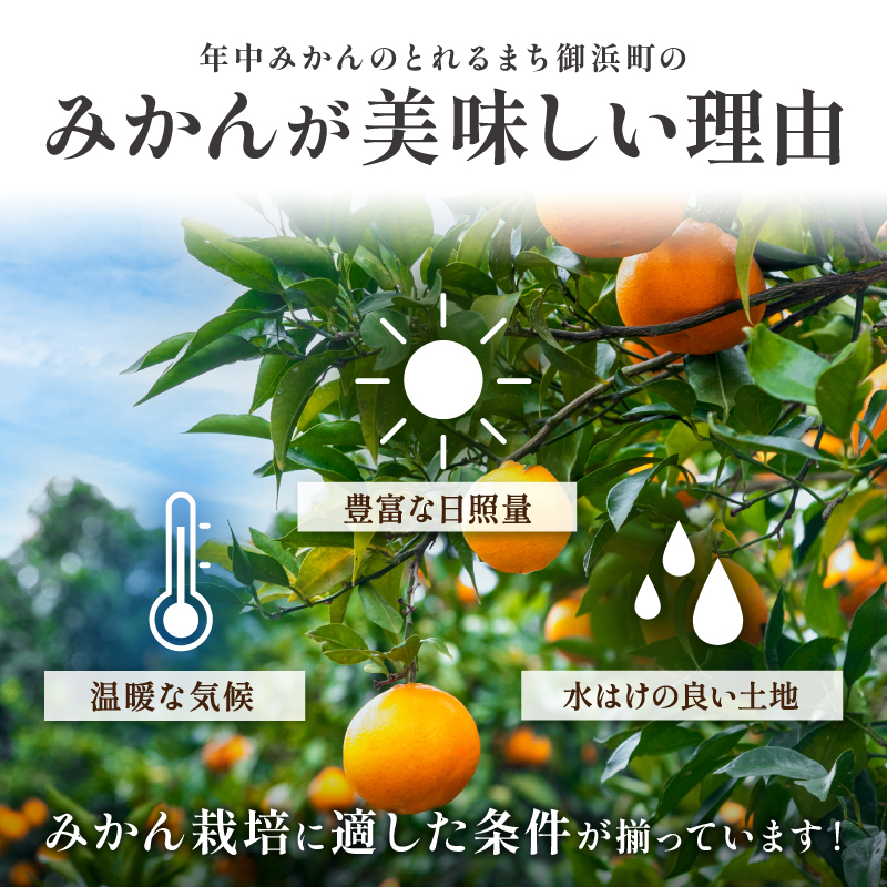 【2027年発送先行予約品】ミカファームのせとか5キロ（家庭用）【数量限定 果物 フルーツ みかん せとか デザート 5kg 三重県 御浜町】