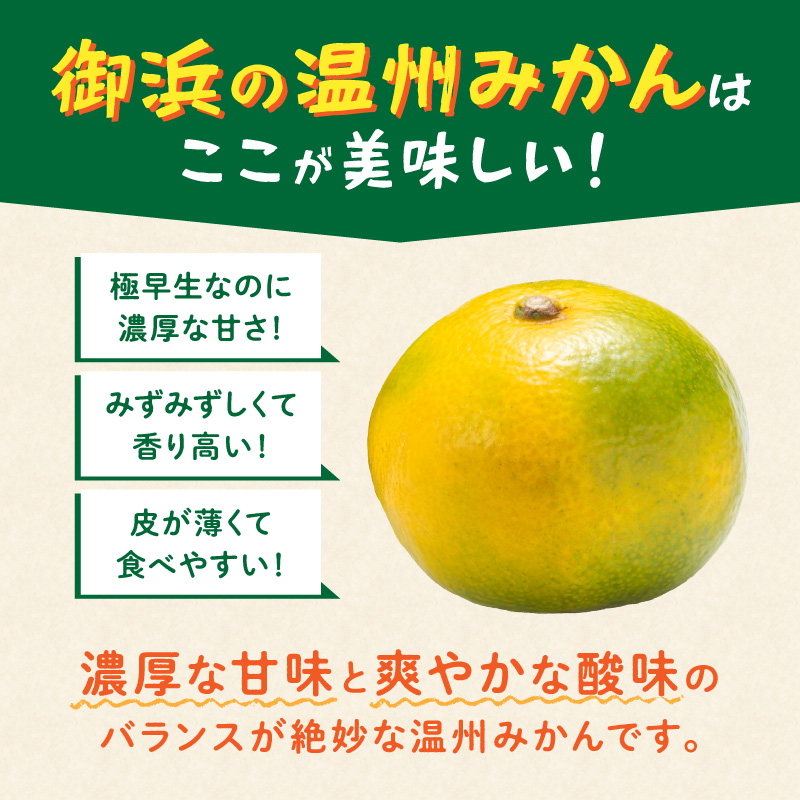 JAの南紀みかん極早生5キロ【期間限定 数量限定 果物 フルーツ みかん デザート 極早生 温州 5kg 三重県 御浜町】