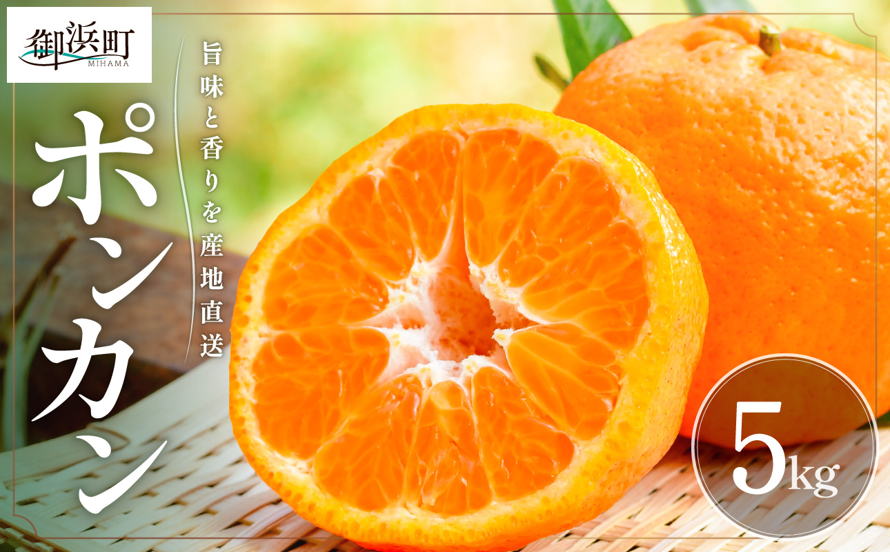 【2027年発送先行予約品】旨みと香りを産地直送！ミカファームのポンカン5キロ【期間限定 数量限定 果物 フルーツ みかん ぽんかん デザート 5kg 三重県 御浜町】