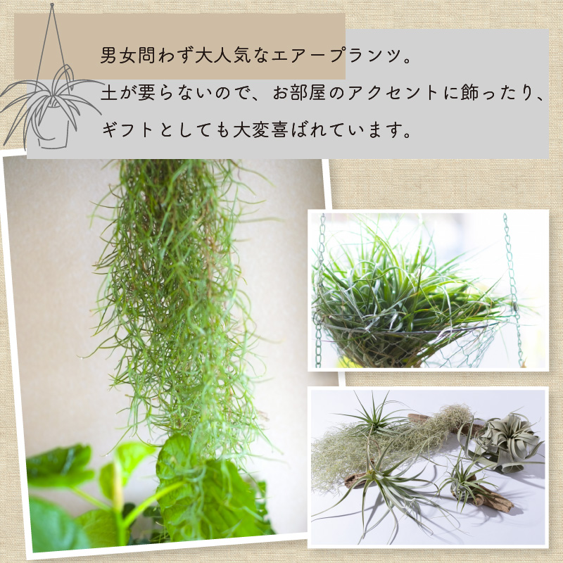 エアープランツプレミアムBOX インテリア エアープランツ 観葉植物 植物 セット