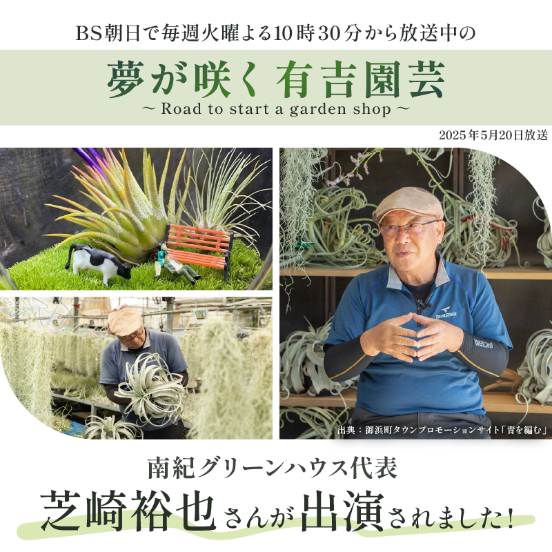 南紀グリーンハウスのエアープランツスペシャルBOX【エアープランツ プランツ ティランジア 詰め合わせ 観葉植物 植物 エアプランツ 園芸 インテリア ギフト セット 三重県 御浜町 】
