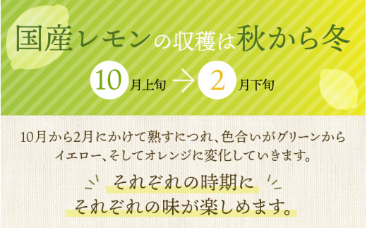 はぎファームの訳ありマイヤーレモン 5kg 【2023年10月~2024年3月下旬の期間で順次発送】 / レモン 国産 マイヤーレモン 数量限定  訳あり