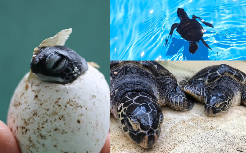 紀宝町ウミガメ公園 ウミガメサポーター（1年間） / ウミガメ サポーター ウミガメ公園 三重県 紀宝町 イベント 餌やり