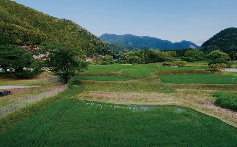 数量限定 飛雪(ひせつ)米(結びの神) 5kg×2袋 10kg【2023年9月中旬頃から順次発送】 / 米 お米 国産 数量限定