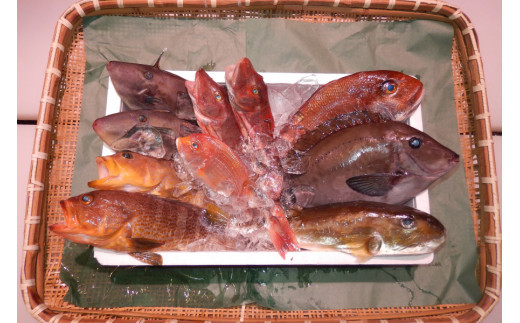 ＼朝どれ新鮮／ 鮮魚セット (小) 約3kg  目利きのプロが厳選した旬の魚をその日の内に発送！