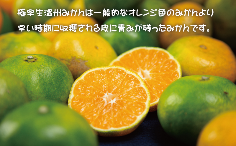 【先行予約】ご家庭用 極早生温州みかん 8kg (マルチ栽培・露地混合) 2S~L サイズおまかせ【2024年9月下旬から10月下旬までに順次発送】 / くだもの フルーツ 果物 大容量 家庭用 人気 みかん 蜜柑 極早生 ごくわせ 温州みかん