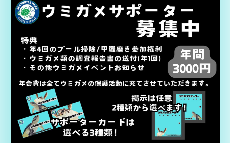 紀宝町ウミガメ公園 ウミガメサポーター（1年間） / ウミガメ サポーター ウミガメ公園 三重県 紀宝町 イベント 餌やり