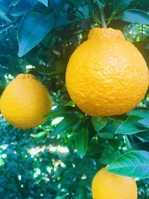仲森農園の「完熟　不知火（しらぬい）」 5kg 柑橘 みかん 熊野市
