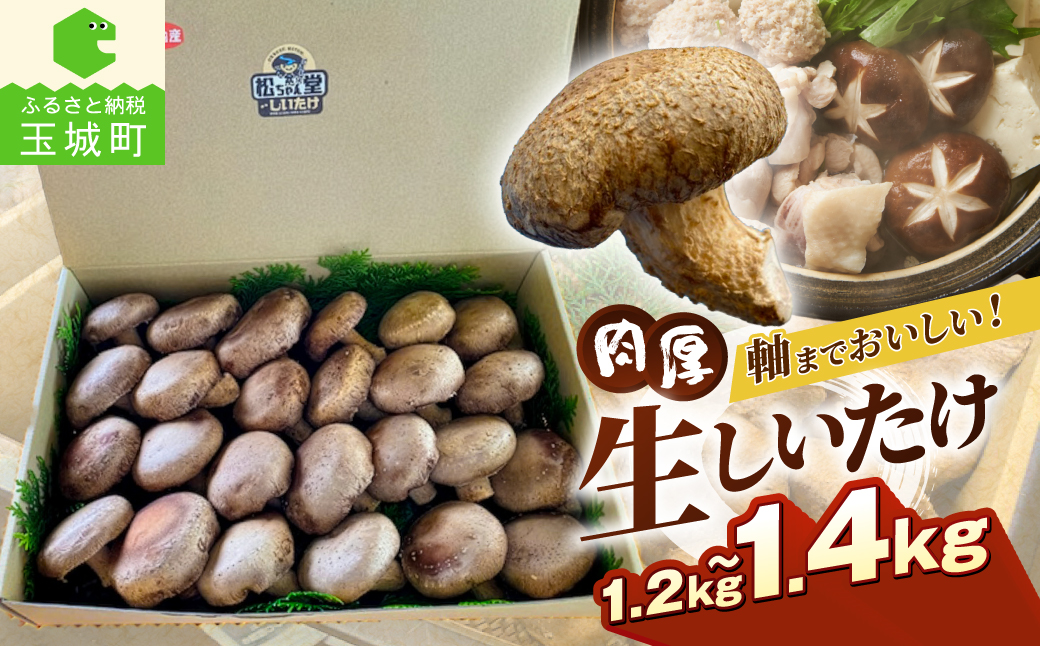 国内産菌床しいたけ1.2kg〜1.4kg