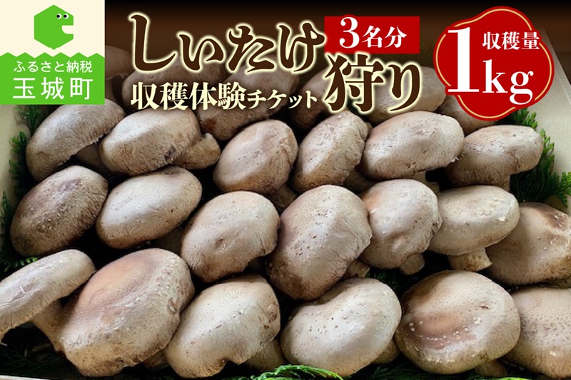 きのこ狩り(収穫体験チケット3名分)収穫量1kg