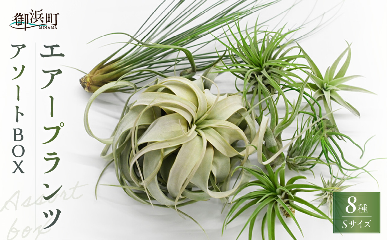 南紀グリーンハウスのエアープランツアソートBOX【エアープランツ プランツ ティランジア 詰め合わせ 観葉植物 植物 エアプランツ 園芸 インテリア ギフト セット 三重県 御浜町 】