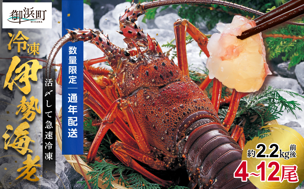 ［日付指定できる！］文恵丸水産の熊野灘産活〆急速冷凍伊勢海老　松4〜12尾 約2.2kg前後【要日時指定配達 急速冷凍 魚介 プロトン 伊勢海老 伊勢えび 海老 えび 三重県 御浜町 冷凍】