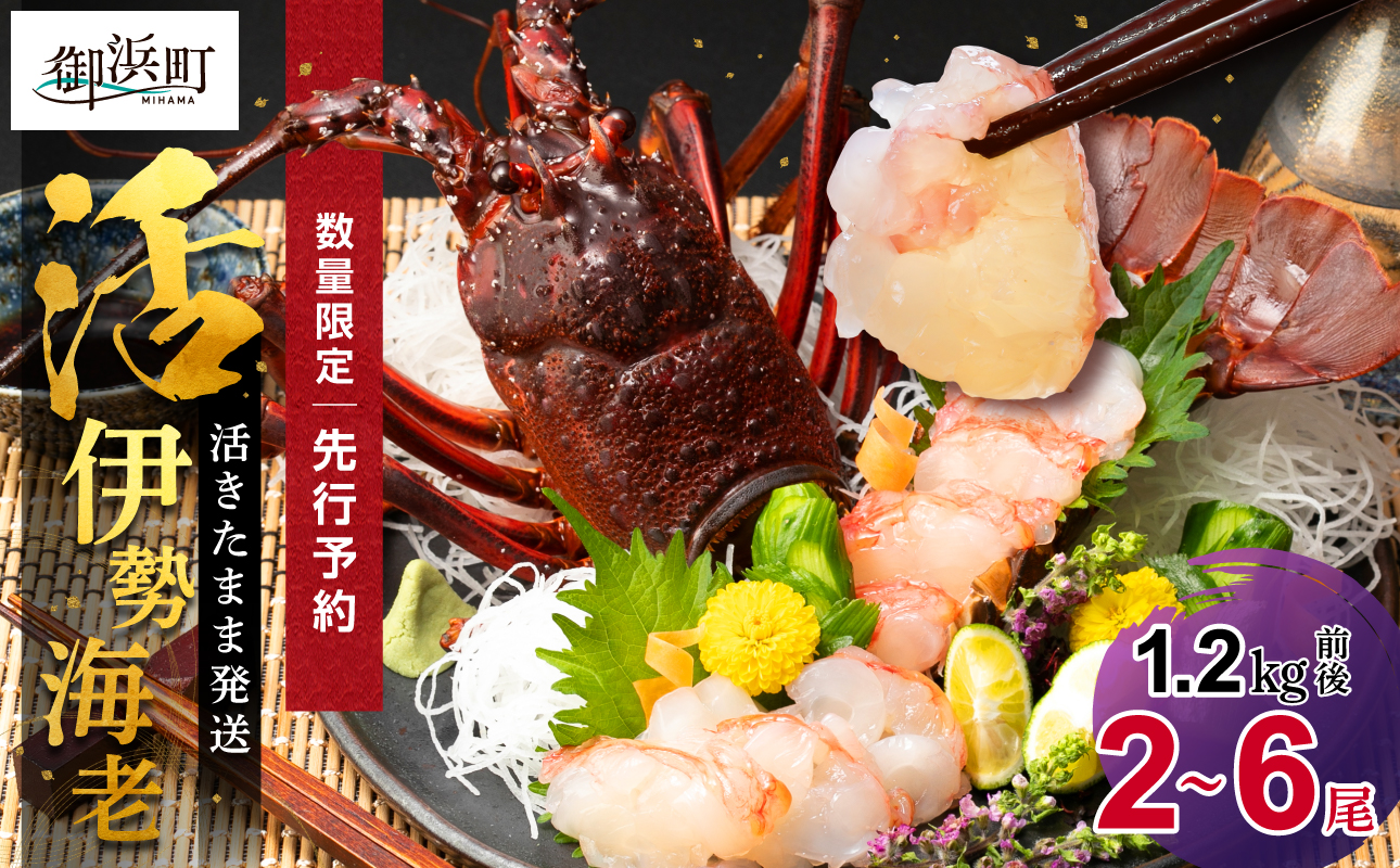 ［日付指定できる！］文恵丸水産の熊野灘産活伊勢海老　豊漁コース 2〜6尾 1.2kg前後【魚介 伊勢海老 伊勢えび 海老 えび 活き 伊勢エビ イセエビ のし 熨斗 のし対応可 ギフト 年末年始配達可能 三重県 御浜町】