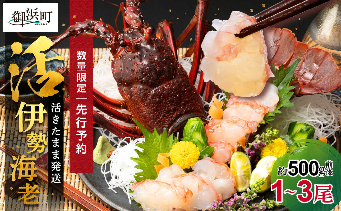［日付指定できる！］文恵丸水産の熊野灘産活伊勢海老　御浜コース 1〜3尾 約500g前後【魚介 伊勢えび 伊勢海老 海老 えび 活き 三重県 御浜町】