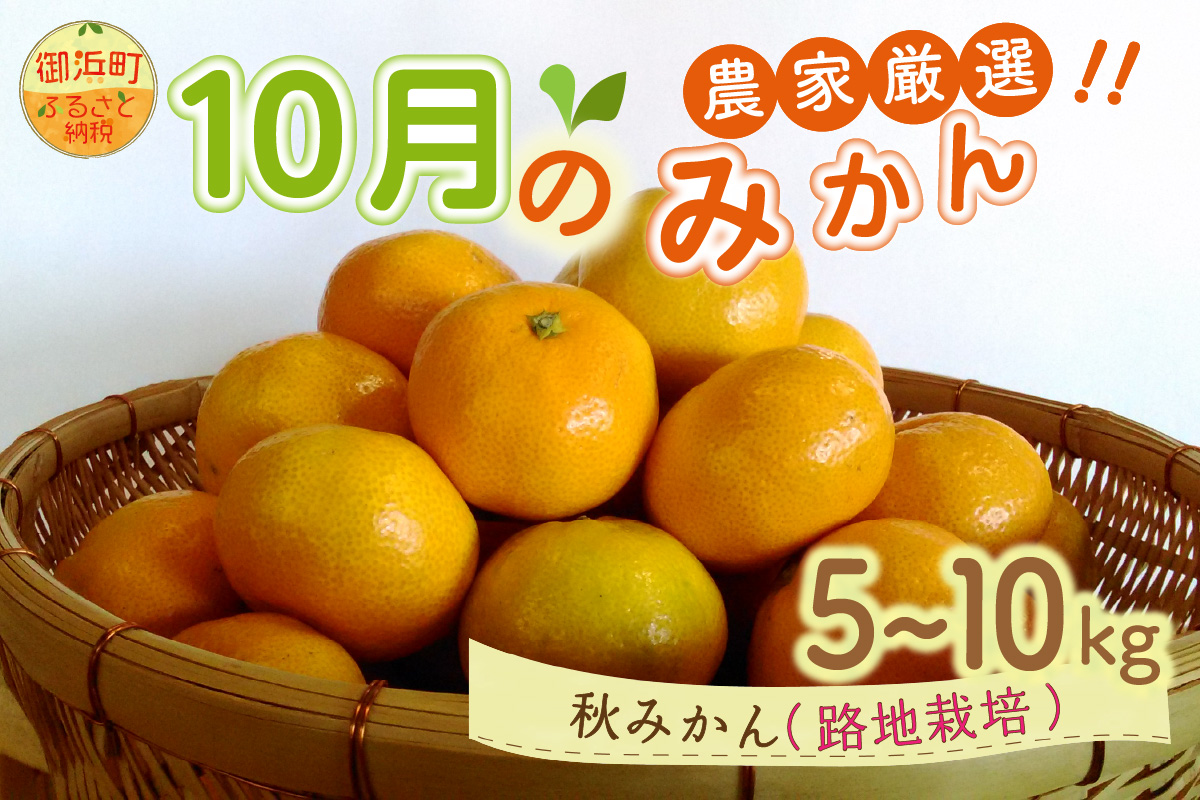 10月の御浜柑橘　秋みかん5～10キロ