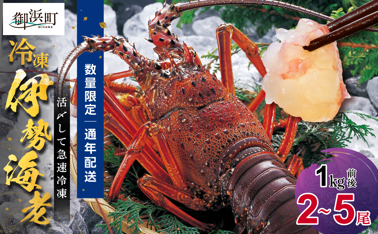［日付指定できる！］文恵丸水産の熊野灘産活〆急速冷凍伊勢海老　竹2〜5尾 1kg前後【要日時指定配達 急速冷凍 活〆 プロトン 魚介 伊勢海老 伊勢えび 海老 えび 伊勢エビ イセエビ のし 熨斗 のし対応可 ギフト 年末年始配達可能 三重県 御浜町 冷凍】