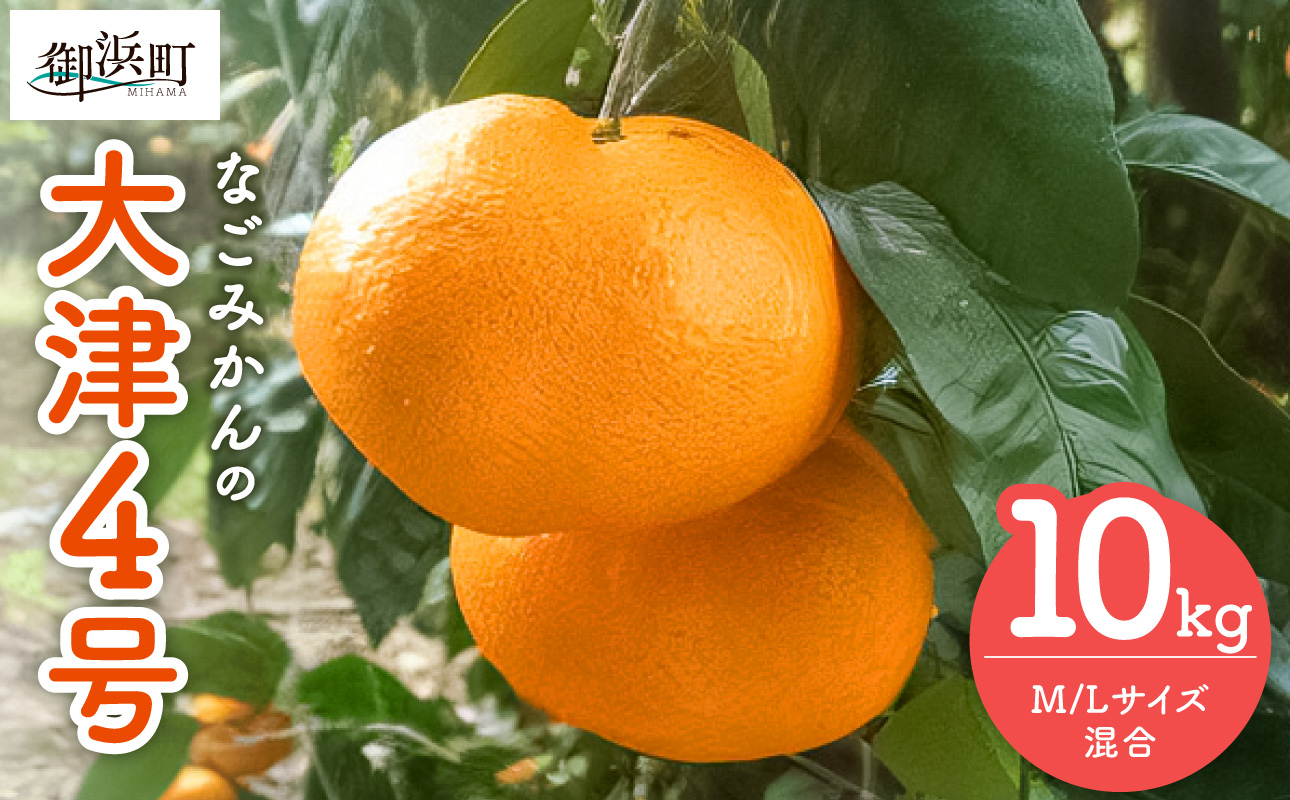 なごみかんの大津4号10キロ【数量限定 果物 フルーツ みかん 温州みかん 大津4号 デザート 10kg 三重県 御浜町】