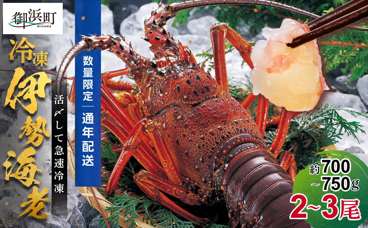 ［日付指定できる！］文恵丸水産の熊野灘産活〆急速冷凍伊勢海老　梅 2〜3尾 約700〜750g【要日時指定配達 急速冷凍 魚介 プロトン 伊勢海老 伊勢えび 海老 えび 三重県 御浜町 冷凍】