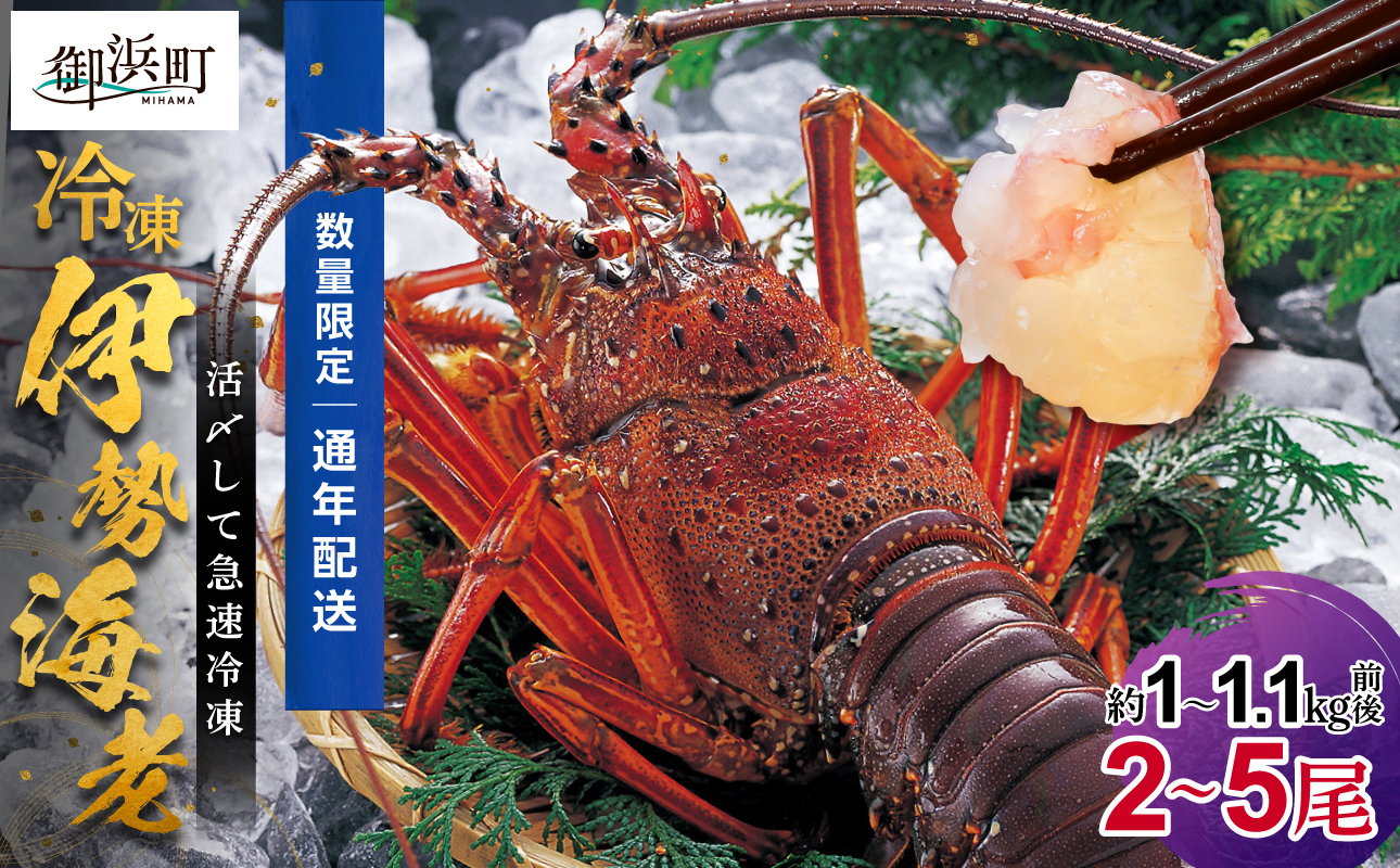 ［日付指定できる！］文恵丸水産の熊野灘産活〆急速冷凍伊勢海老　竹2〜5尾 約1〜1.1kg前後【要日時指定配達 急速冷凍 プロトン 魚介 伊勢海老 伊勢えび 海老 えび 三重県 御浜町 冷凍】