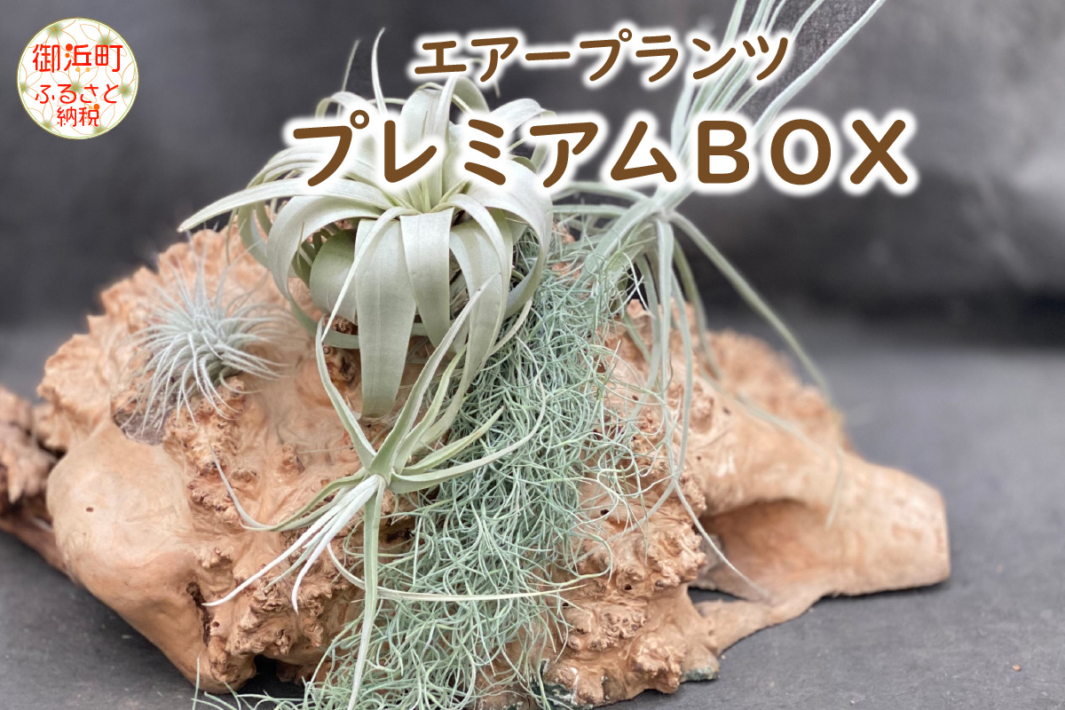エアープランツプレミアムBOX インテリア エアープランツ 観葉植物 植物 セット