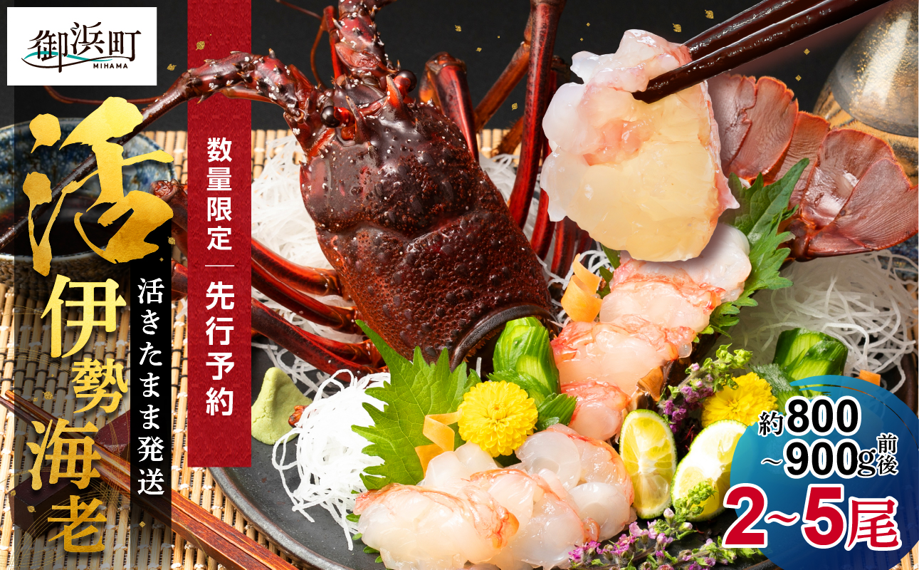 ［日付指定できる！］文恵丸水産の熊野灘産活伊勢海老　黒潮コース 2〜5尾 約800g〜900g前後【魚介 伊勢海老 伊勢えび 海老 えび 活き 三重県 御浜町】