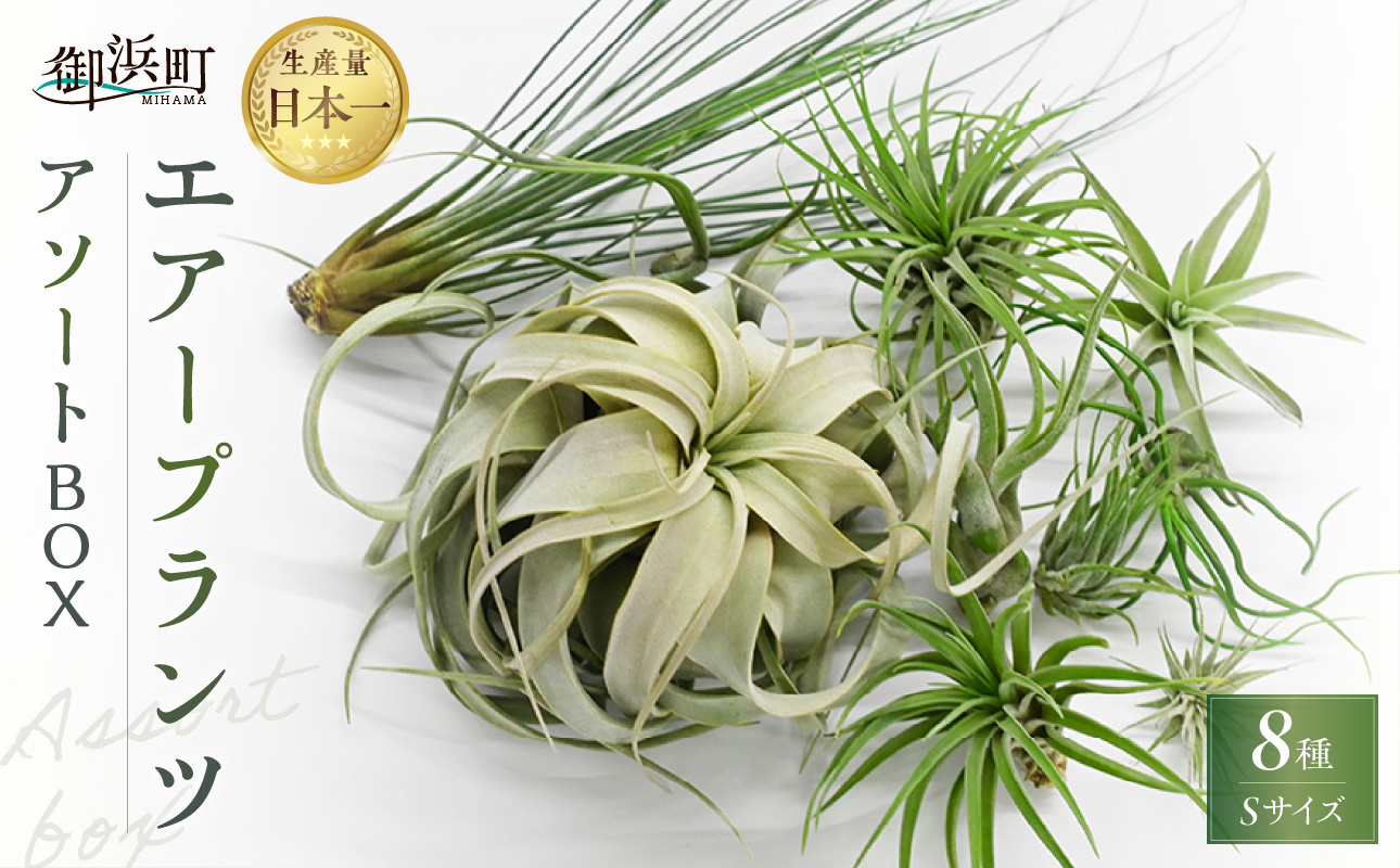 南紀グリーンハウスのエアープランツアソートBOX【エアープランツ プランツ ティランジア 詰め合わせ 観葉植物 植物 エアプランツ 園芸 インテリア ギフト セット 三重県 御浜町 】
