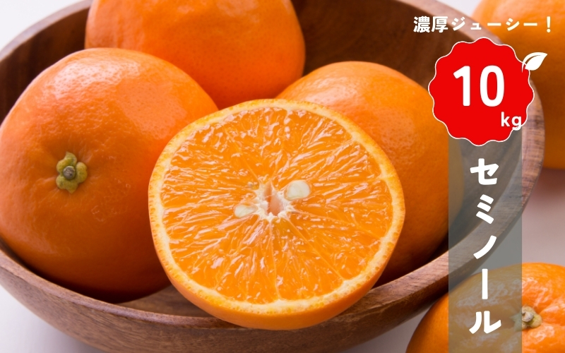 【先行予約】橋本農園の セミノール 10kg 【2025年3月中旬から4月中旬に順次発送】 / セミノール 柑橘 フルーツ 果物 くだもの 先行予約