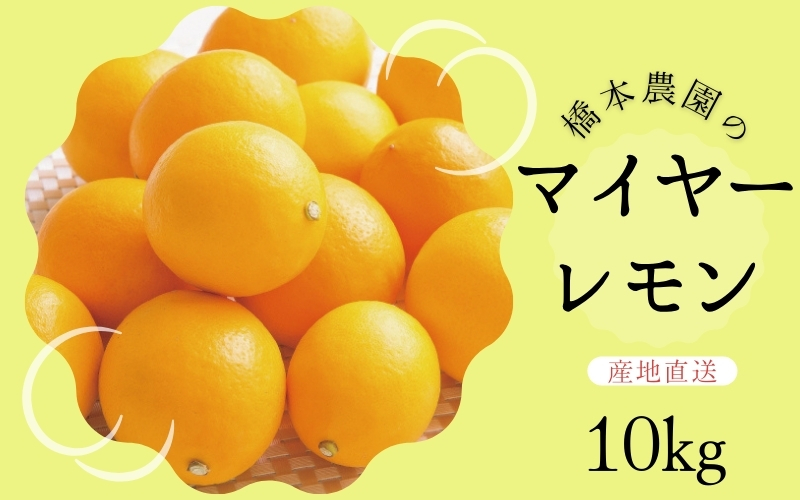 【先行予約】橋本農園のマイヤーレモン 10kg【2024年12月初旬から2025年1月初旬までに順次発送】 / レモン マイヤーレモン 檸檬 先行予約